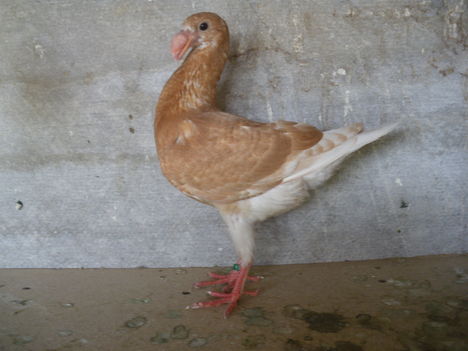 IMGP2443