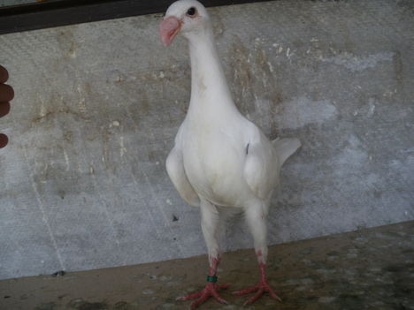 IMGP2446