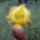 Kertunkbol_2013-102_1677866_8903_t