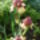 Noszirom-009_1677984_4525_t
