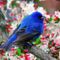 Kék  dalos madár