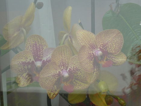 orchidea