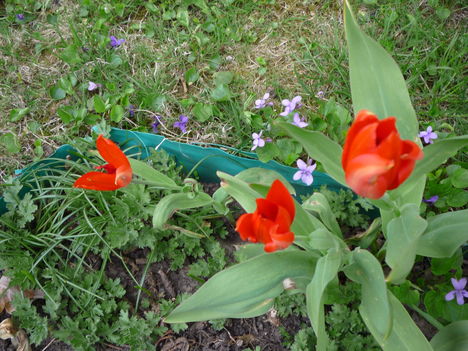 2013 ápr.17 Ibolyák és tulipánok