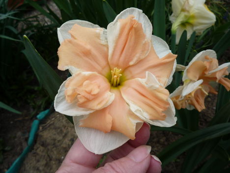 2013 ápr.17 Narancssárga-fehér tulipán.Új