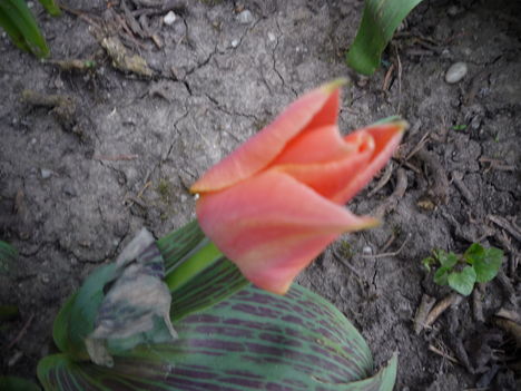 2013 ápr.17 Pasztell piros tulipán