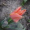 2013 ápr.17 Pasztell piros tulipán