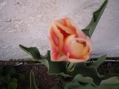 2013 ápr.22 Érdekes színű tulipán