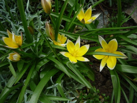 2013 ápr.23 Sziklakert.Botanikai tulipán