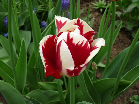 2013 ápr.30.Én is Rembrand tulipán vagyok