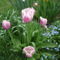 2013 ápr.30.Halványlila tulipánok