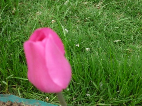 2013 ápr.30.Pink színű tulipán