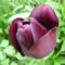 2013 ápr.30.Sötét lila tulipán