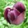2013_apr30sotet_lila_tulipan_1679117_6665_t