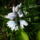 2013_apr8_scillamar_sok_viraggal_1679067_5618_t