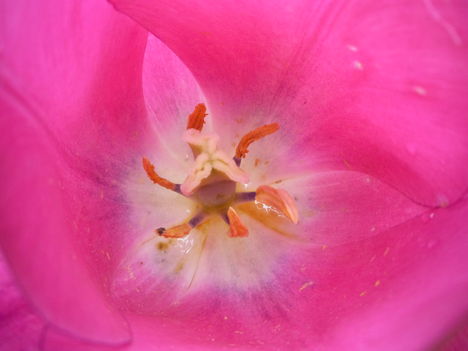 2013 máj.6.Elnyílt tulipán