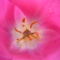 2013 máj.6.Elnyílt tulipán
