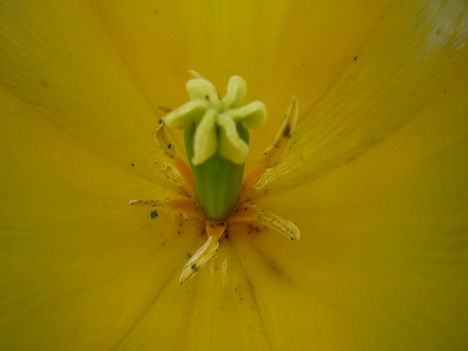 2013 máj.6.Tulipán,legbelül