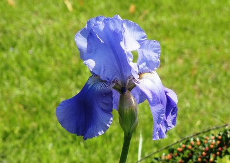 DSC0116; Kék Irisz
