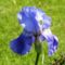 DSC0116; Kék Irisz