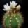 Gymnocalycium_chacoense_1679002_3365_t