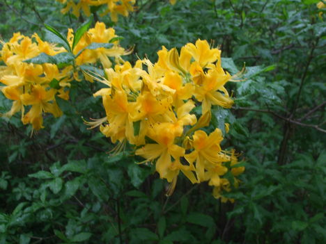 Rhododendronok. 10