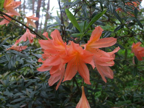 Rhododendronok. 11