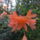 Rhododendronok_11_1679382_8070_t