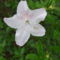 Rhododendronok. 12