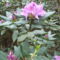 Rhododendronok. 13