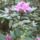 Rhododendronok_13_1679384_2161_t