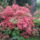 Rhododendronok_1_1679372_8908_t