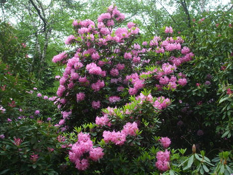 Rhododendronok. 7