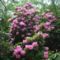 Rhododendronok. 7