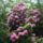 Rhododendronok_7_1679378_5966_t