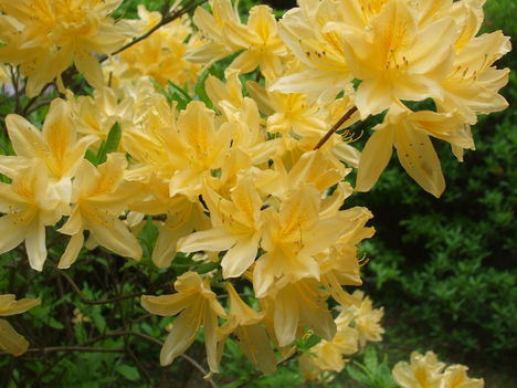 Rhododendronok. 8