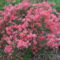 Rhododendronok. 9