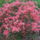 Rhododendronok_9_1679380_9095_t