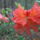 Rhrododendronok_7_1679368_4218_t