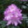 Rhrododendronok_9_1679370_7223_t