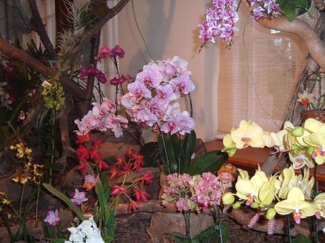 Ez a kép a Vajdahunyad várban az  orchidea kiálitáson készült