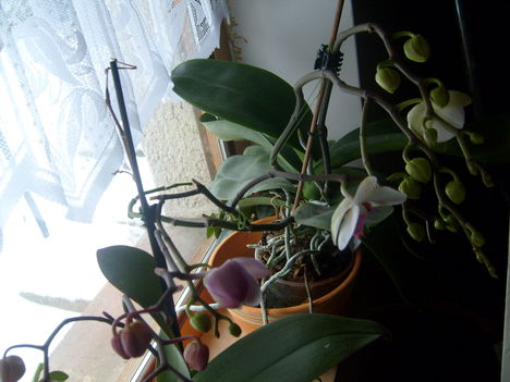 Most fakadnak az orchideáim