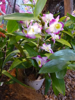 orchidea 032
