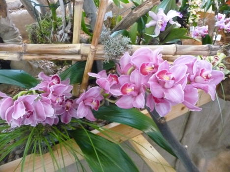 orchidea 033