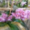 orchidea 033