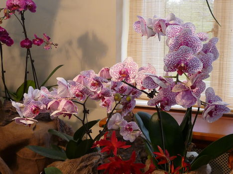 orchidea 054