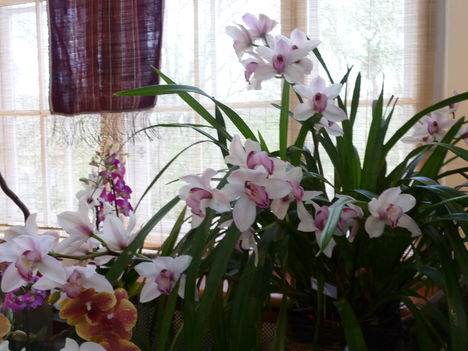 orchidea 058