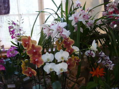 orchidea 059