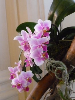 orchidea 071