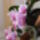 Orchidea_071_1670309_5176_t