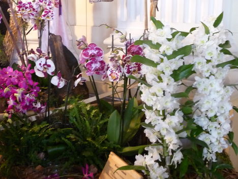 orchidea 088